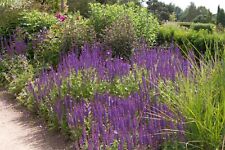 Salvia nemorosa stfriesland gebraucht kaufen  Bayreuth