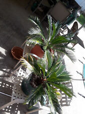 Sago palms approx for sale  Buford