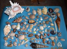 Sea shell lot d'occasion  Agde