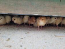 Chick poultry brooder for sale  YORK