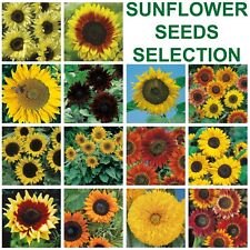 Sunflower seeds selection for sale  WORTHING