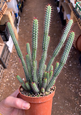 Euphorbia baioensis succulenta usato  Menfi
