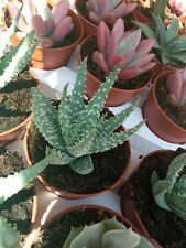 Aloe humilis X pratensis 8 cms aprox Planta joven Suculenta de colección segunda mano  Alfafar