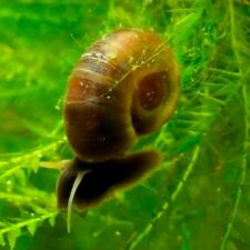 Ramshorn snails freshwater for sale  Long Beach