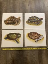 redfoot tortoises for sale  Reading