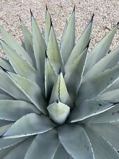 Agave parryi var. for sale  Inglewood