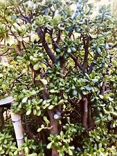 Jade plant crassula for sale  Tujunga