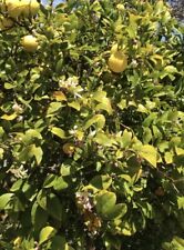 Organic meyer lemon for sale  Oceanside