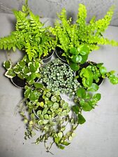 Terrarium creeping plant for sale  ISLEWORTH