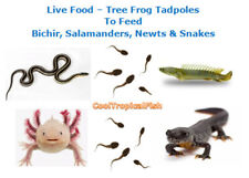 Bichir salamanders newts for sale  Hialeah