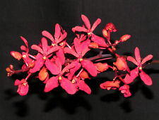 Renanthera philippinensis vand for sale  Shipping to Ireland