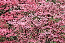 Pink flowering dogwood for sale  Massillon