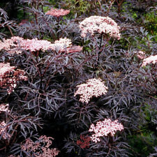 Sambucus nigra black d'occasion  Pouzauges