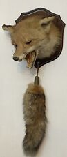 Antique large taxidermy for sale  HIGH PEAK
