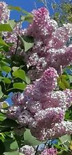 Lilac tree stunning for sale  BEVERLEY