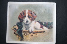 Basset hound puppy for sale  DERBY