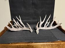 antlers for sale  Brandon