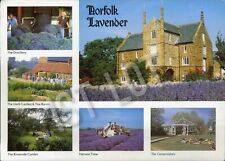 Norfolk lavender garden for sale  STREET