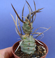 Tephrocactus rfpa291 cactus d'occasion  Servian