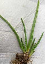 Aloe vera plant for sale  Scottsdale