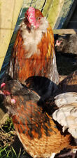 6 x mixed colours Araucana Hatching Eggs Large Fowl blue green eggs docile birds for sale  LANARK