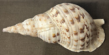 Giant TRITON Trumpet Charonia Tritonis Seashell 15" & 2.5 Pounds Chips for sale  Shipping to South Africa