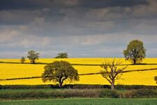Rapeseed oil fields for sale  READING