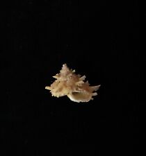 sea shell Bolma girgyllus, 45.0mm for sale  Shipping to South Africa