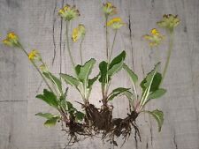Cowslip plants barerooted for sale  KETTERING