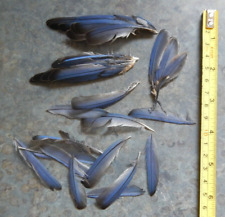 Bluebird blue bird for sale  Zellwood