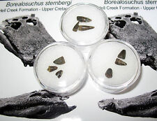 Cretaceous borealosuchus teeth for sale  WAKEFIELD