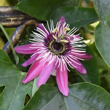 Passiflora violacea victoria for sale  IPSWICH