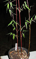 Bambus rotem halm gebraucht kaufen  Wiesbaden