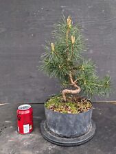 Scots pine pre for sale  MILTON KEYNES