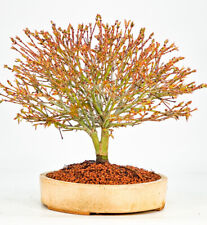 Bonsai fächerahorn acer gebraucht kaufen  Berlin