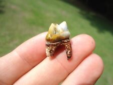 Colorful peccary premolar for sale  Tallahassee