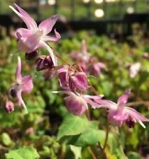 Akebono elf flower for sale  Shipping to Ireland