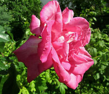 Edel rose farbig gebraucht kaufen  Koblenz-Lay