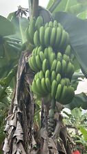Puerto rican banana for sale  USA
