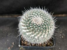 Mammillaria albata vivaio usato  Massafra