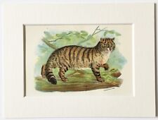 Wild cat mounted for sale  NORWICH