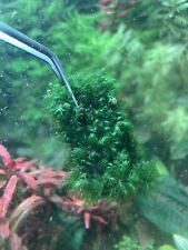 Fissidens fontanus 5x3cm for sale  Shipping to Ireland