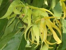 Cananga odorata ylang for sale  Claxton