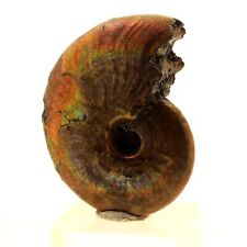 Minéraux collection. ammonite d'occasion  Allevard