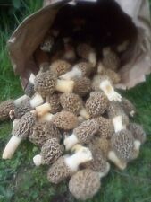 Fresh morel mushroom for sale  Galesville