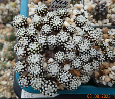 Seeds seeds mammillaria for sale  Shipping to Ireland