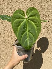 Exact plant anthurium for sale  West Covina
