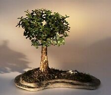 Dwarf jade bonsai for sale  Patchogue
