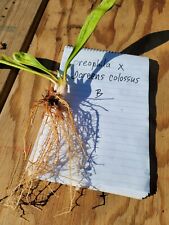 Sarracenia hybrid oreophila for sale  North Hampton