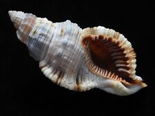 Sea shell Cymatium pilearis 109.2mm ID#6996 for sale  Shipping to South Africa